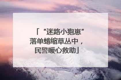 “迷路小狍崽”落单蜷缩草丛中，民警暖心救助
