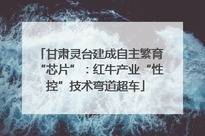 甘肃灵台建成自主繁育“芯片”：红牛产业“性控”技术弯道超车