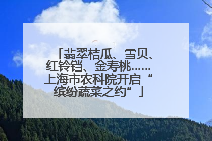 翡翠桔瓜、雪贝、红铃铛、金寿桃……上海市农科院开启“缤纷蔬菜之约”