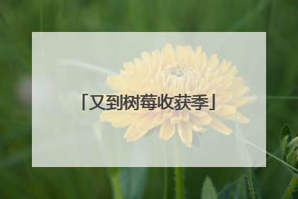 又到树莓收获季