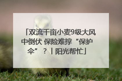 双流千亩小麦9级大风中倒伏 保险难撑“保护伞”？丨阳光帮忙