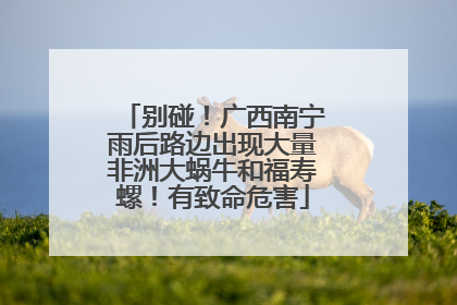 别碰！广西南宁雨后路边出现大量非洲大蜗牛和福寿螺！有致命危害