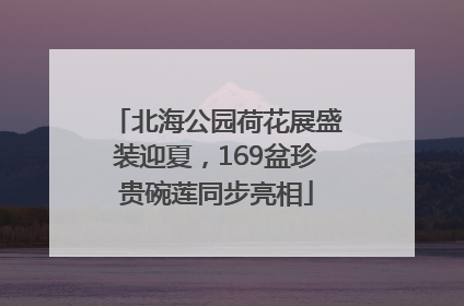 北海公园荷花展盛装迎夏，169盆珍贵碗莲同步亮相