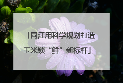 同江用科学规划打造玉米锁“鲜”新标杆