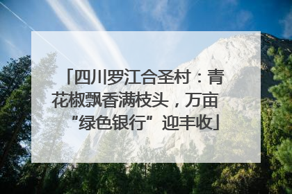 四川罗江合圣村：青花椒飘香满枝头，万亩“绿色银行”迎丰收