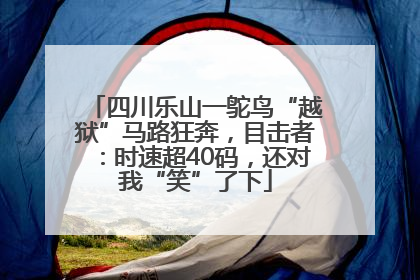 四川乐山一鸵鸟“越狱”马路狂奔，目击者：时速超40码，还对我“笑”了下