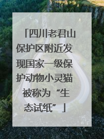 四川老君山保护区附近发现国家一级保护动物小灵猫 被称为“生态试纸”