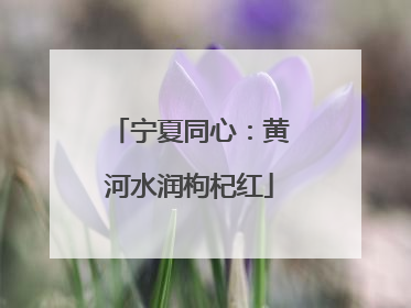 宁夏同心：黄河水润枸杞红