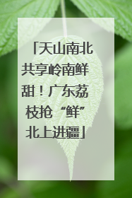 天山南北共享岭南鲜甜！广东荔枝抢“鲜”北上进疆