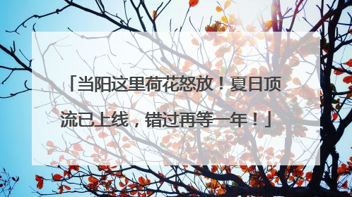 当阳这里荷花怒放！夏日顶流已上线，错过再等一年！