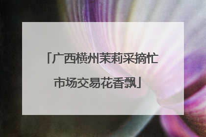 广西横州茉莉采摘忙 市场交易花香飘
