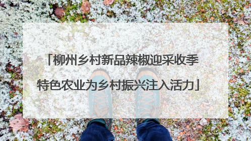 柳州乡村新品辣椒迎采收季 特色农业为乡村振兴注入活力