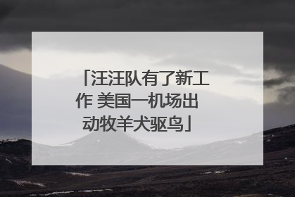 汪汪队有了新工作 美国一机场出动牧羊犬驱鸟