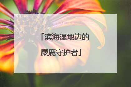 滨海湿地边的麋鹿守护者