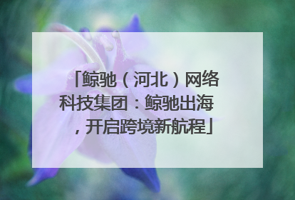 鲸驰（河北）网络科技集团：鲸驰出海，开启跨境新航程