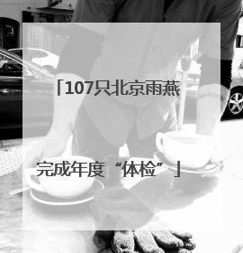 107只北京雨燕完成年度“体检”